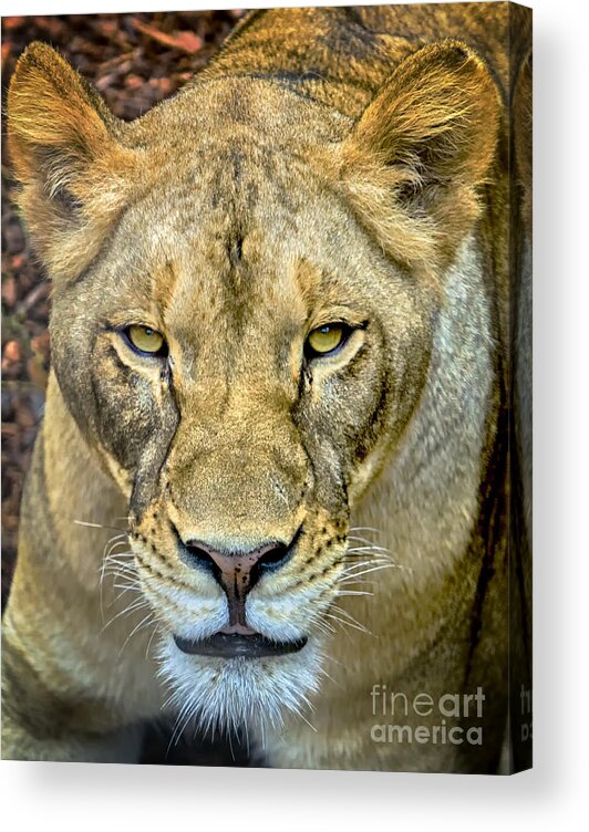 Lion Acrylic Print featuring the photograph Lion Closeup by David Millenheft