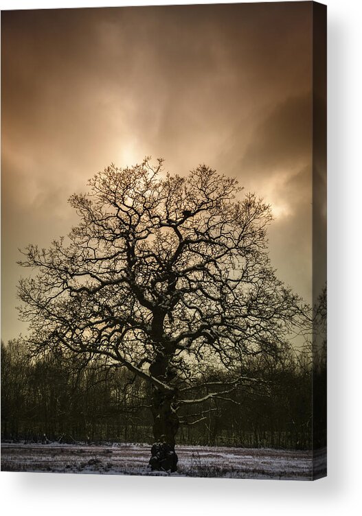 Tree Acrylic Print featuring the photograph Lone Tree by Amanda Elwell