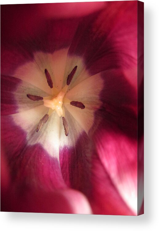 Flowers Acrylic Print featuring the photograph Look at me by Rosita Larsson