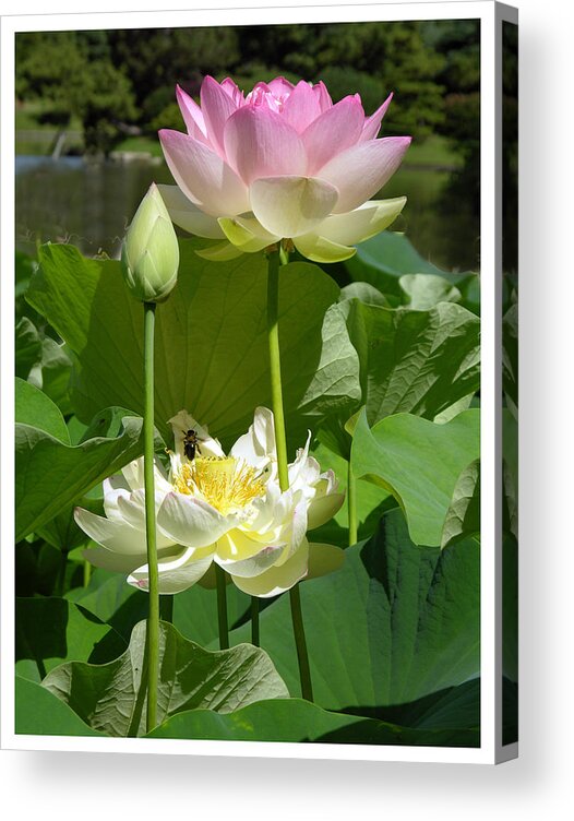 Lotus Acrylic Print featuring the photograph Lotus in Bloom by John Lautermilch