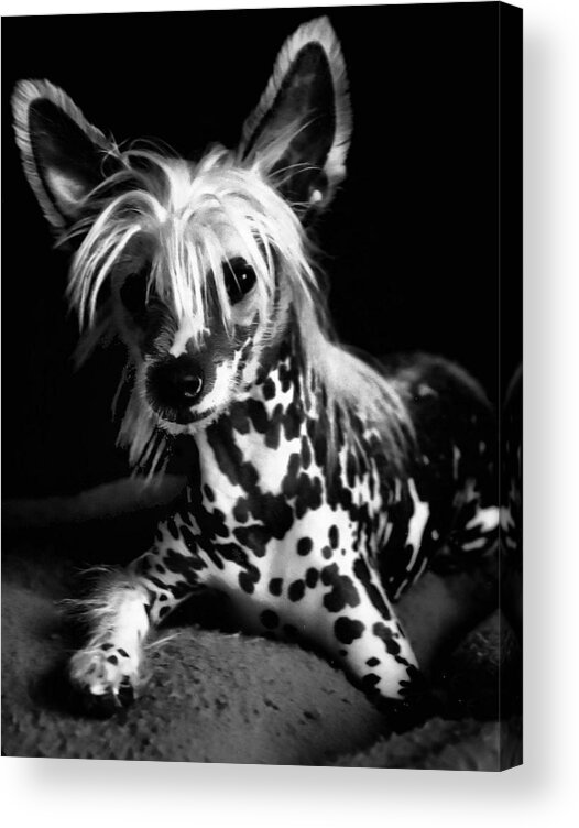 Dogs Acrylic Print featuring the photograph Lover Boy by Robert McCubbin