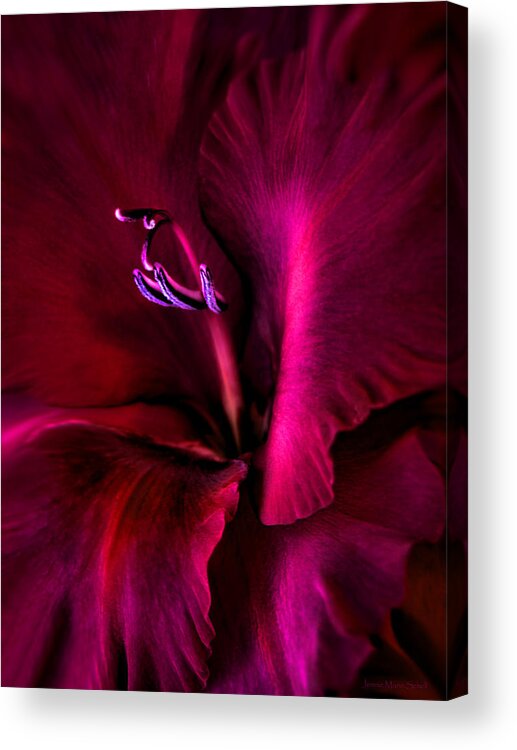 Gladiola Acrylic Print featuring the photograph Magenta Gladiola Flower by Jennie Marie Schell