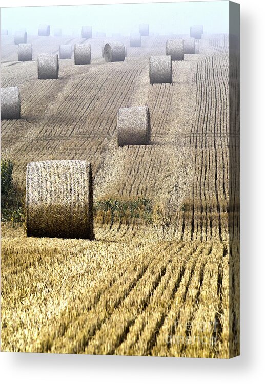 Agriculture Acrylic Print featuring the photograph Make hay while the sun shines by Heiko Koehrer-Wagner