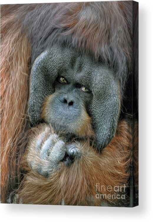 Male Acrylic Print featuring the digital art Male Orangutan by Savannah Gibbs