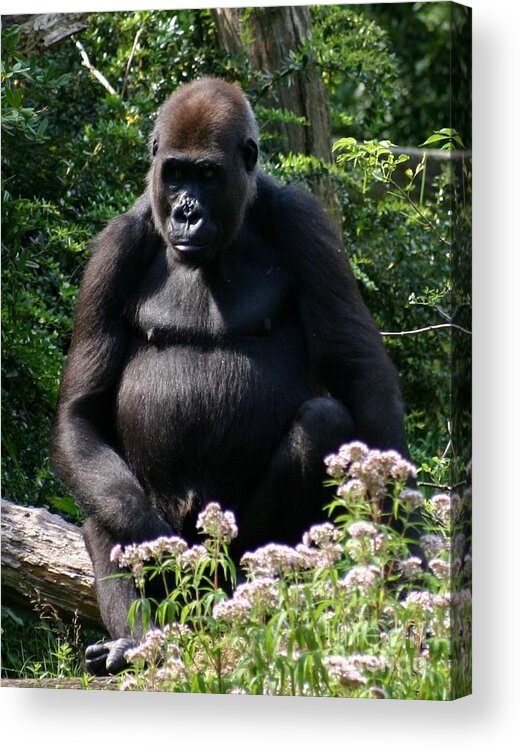 Gorilla Acrylic Print featuring the photograph Master of the jungle by Susanne Baumann