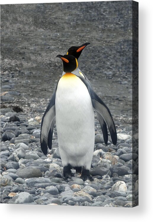 Penguins Acrylic Print featuring the photograph Me And My Shadow by Ginny Barklow
