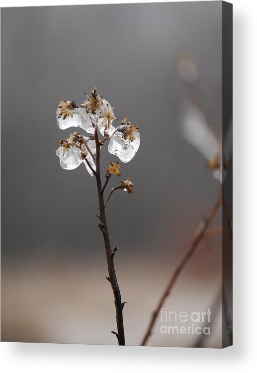 Weed Acrylic Print featuring the photograph Melting Away by Jane Ford