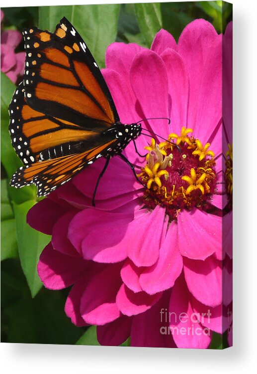 Monarch Acrylic Print featuring the photograph Monarch on Pink by Jayne Carney