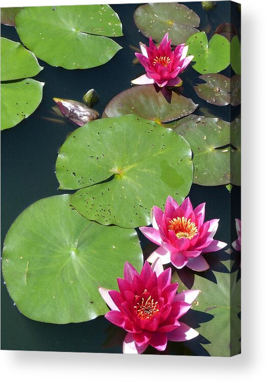 Flower Acrylic Print featuring the photograph Monet's Waterlilies III by Marguerita Tan