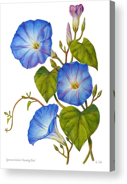 Morning Glories Print Acrylic Print featuring the painting Morning Glories - Ipomoea tricolor Heavenly Blue by Janet Zeh