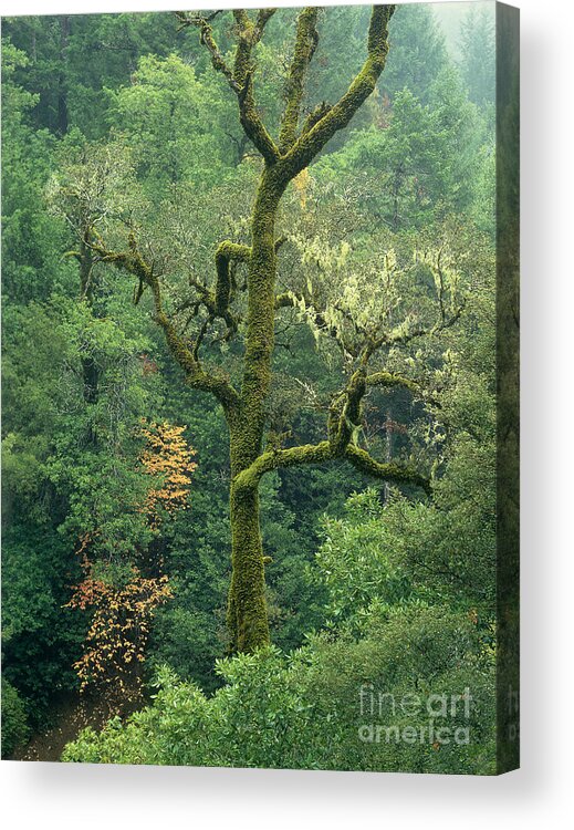 North America Acrylic Print featuring the photograph Moss Covered Tree Central California by Dave Welling