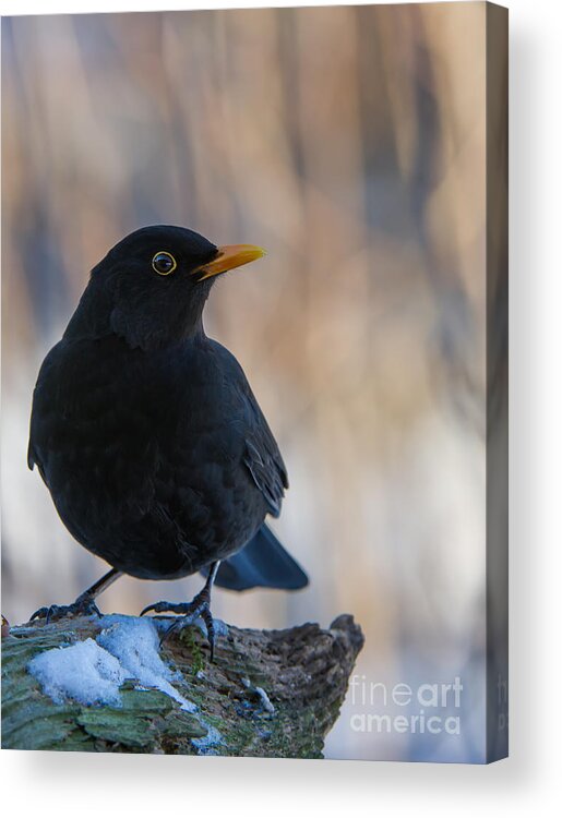 Mr Blackbird And The Peanuts Acrylic Print featuring the photograph Mr Blackbird and the Peanuts v by Torbjorn Swenelius