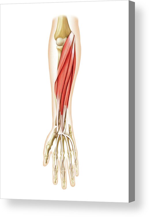 Muscles Of Forearm Acrylic Print by Asklepios Medical Atlas - Fine Art  America