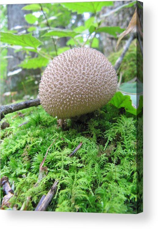 Mushroom Acrylic Print featuring the photograph Mushroom 3 by Richard Reeve