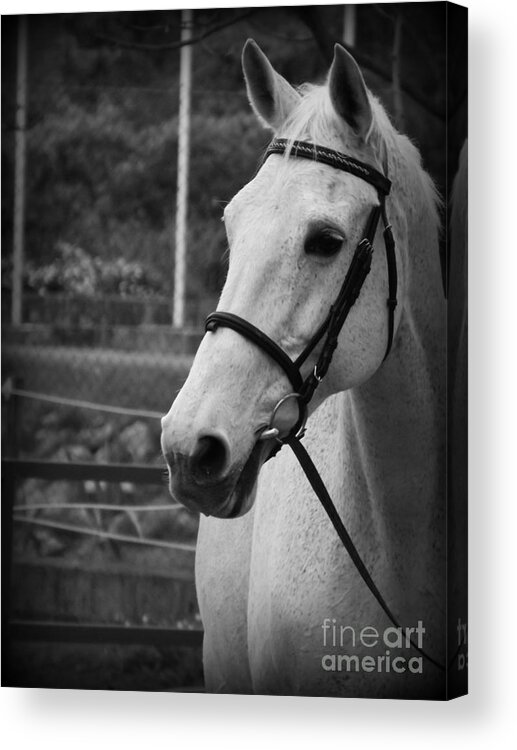 Horses Acrylic Print featuring the photograph My best Friend by Clare Bevan