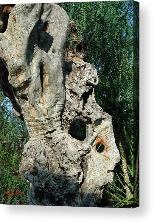 Colette Acrylic Print featuring the photograph My Best Olive Tree Friend home Privat Spain since 1999 by Colette V Hera Guggenheim