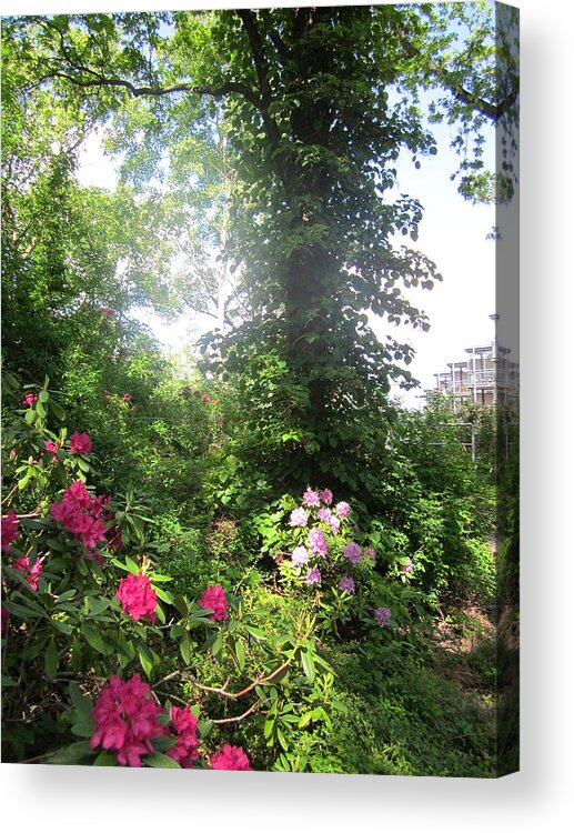 Trees Acrylic Print featuring the photograph My Haven by Rosita Larsson