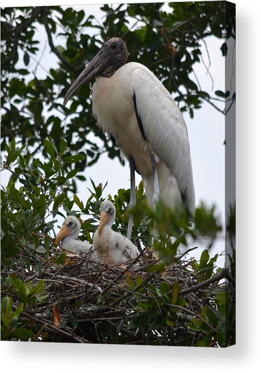 Family Acrylic Print featuring the photograph Nesting Wood Stork Family by Richard Bryce and Family