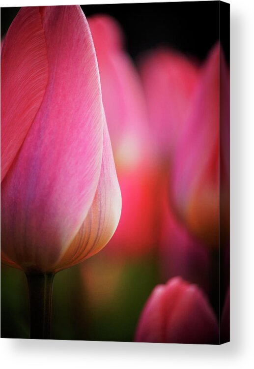 Benelux Acrylic Print featuring the photograph Netherlands, Macro Image Of Colorful by Terry Eggers