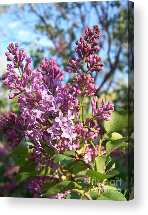 Purple Acrylic Print featuring the photograph Purple Lilac by Eunice Miller