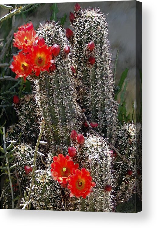 Cactus Acrylic Print featuring the photograph New Mexico cactus by Kurt Van Wagner