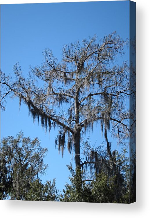 New Acrylic Print featuring the photograph New Orleans - Swamp Boat Ride - 1212131 by DC Photographer