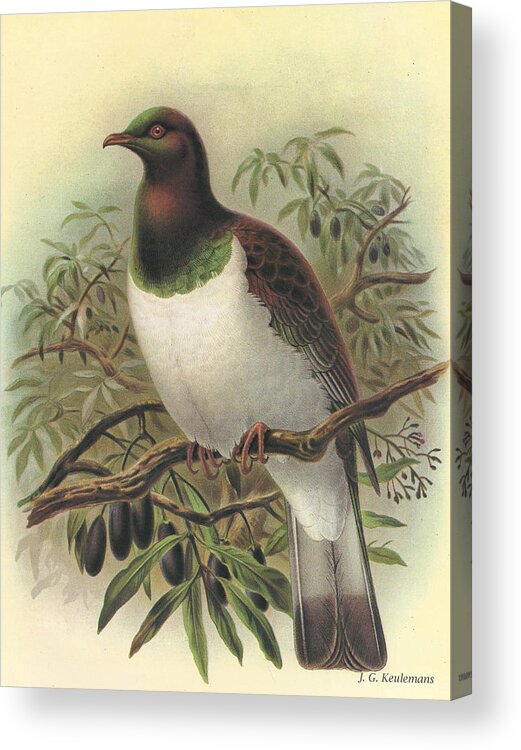 New Zealand Pigeon Acrylic Print featuring the painting New Zealand Pigeon by Dreyer Wildlife Print Collections 