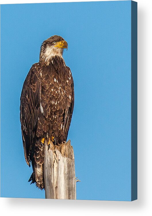 Bald Eagle Acrylic Print featuring the photograph Next Generation by Kevin Dietrich