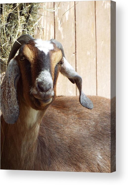 Nubian Goat Acrylic Print featuring the photograph Nubian Goat by Caryl J Bohn
