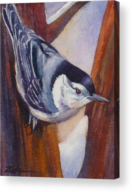 Nuthatch Acrylic Print featuring the painting Nuthatch by Janet Zeh