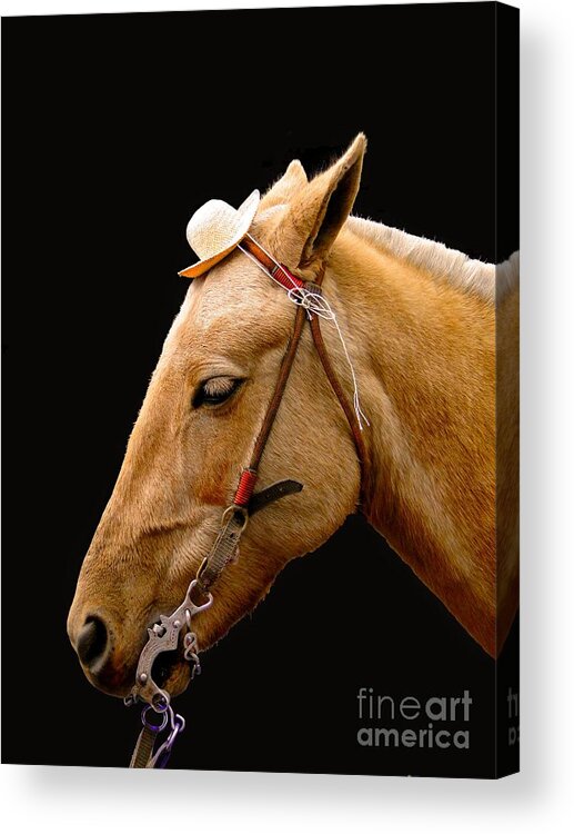 Horse Acrylic Print featuring the photograph Oh Yeah  Very Funny by Al Bourassa
