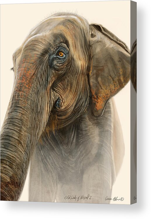 Elephant Acrylic Print featuring the digital art Old Lady of Nepal 2 by Aaron Blaise