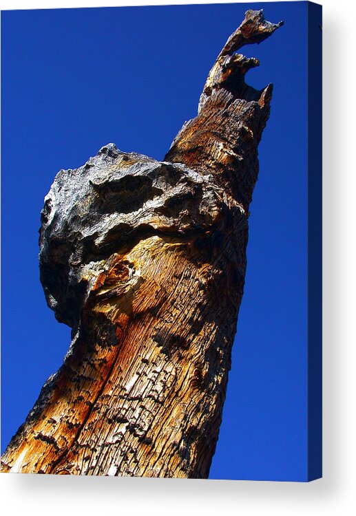 Tree Acrylic Print featuring the photograph One Big Knot by Shane Bechler