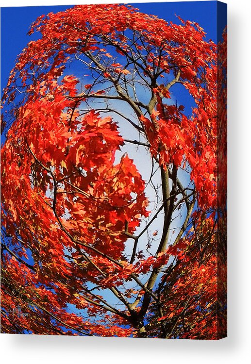 Autumn Acrylic Print featuring the photograph Orange Twirl -2 Twin by Glenn Feron
