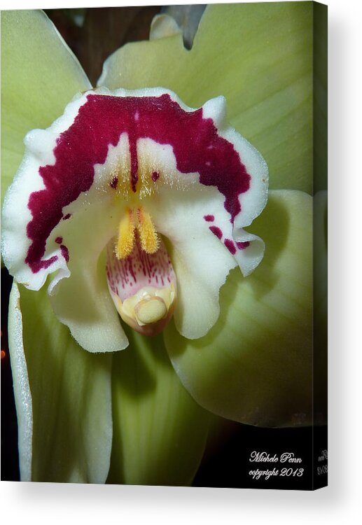 Orchid Acrylic Print featuring the photograph Orchid Dream by Michele Penn