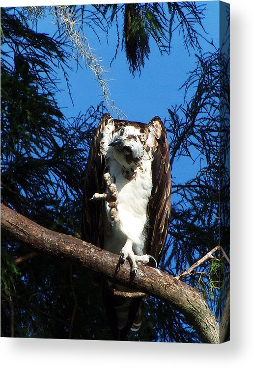 Osprey Acrylic Print featuring the photograph Osprey 104 by Christopher Mercer