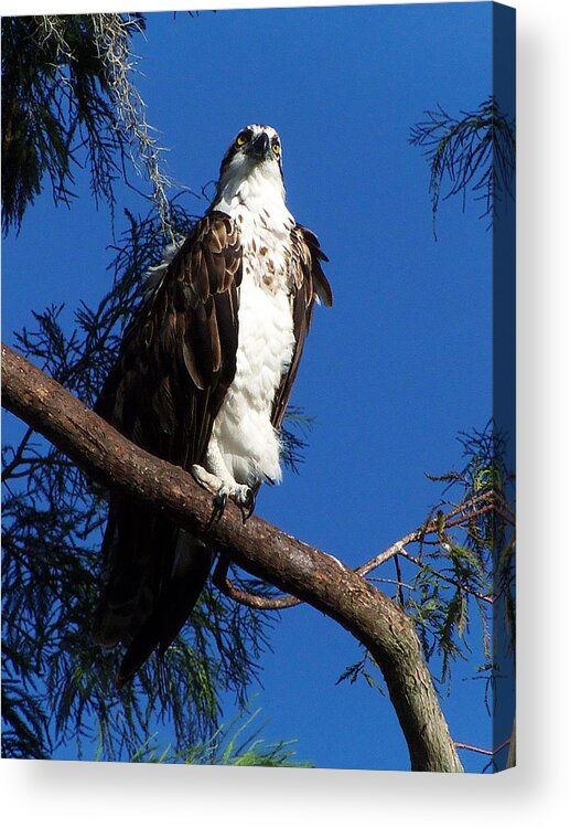 Osprey Acrylic Print featuring the photograph Osprey 106 by Christopher Mercer
