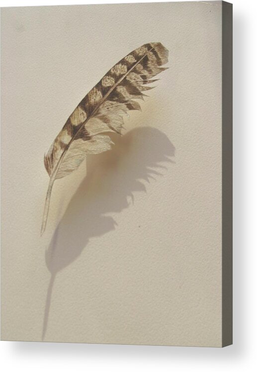 Painted Feather Acrylic Print featuring the painting Painted Feather by Alfred Ng