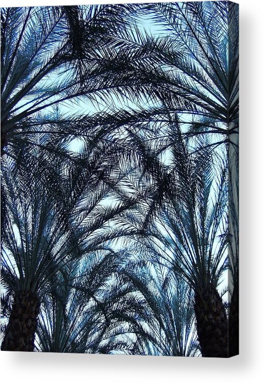California Acrylic Print featuring the photograph Palm Canopy by Steve Ondrus