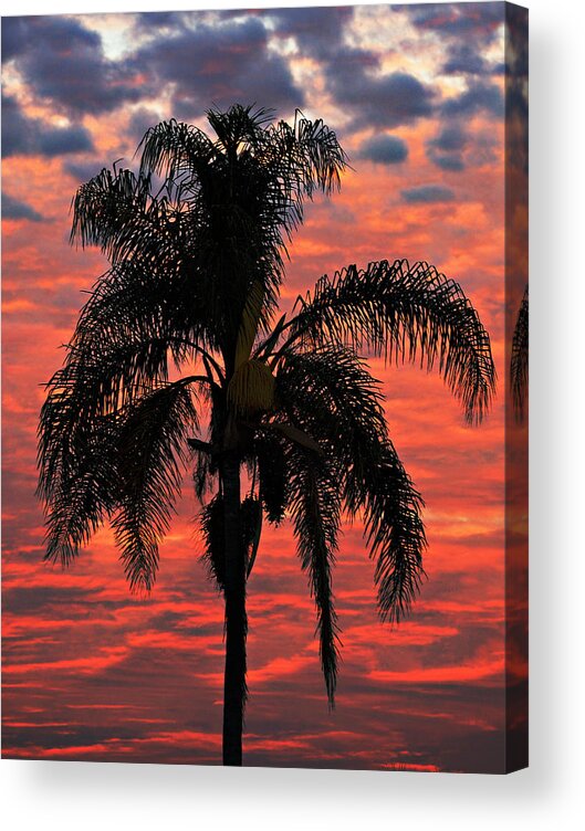 Palm Acrylic Print featuring the photograph Palmtree Apocalypse by Joe Schofield
