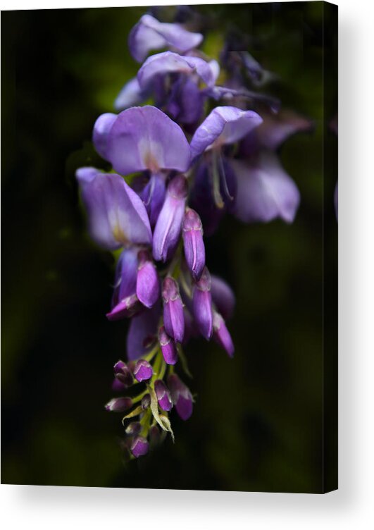 Flowers Acrylic Print featuring the photograph Past Prime by Jessica Jenney