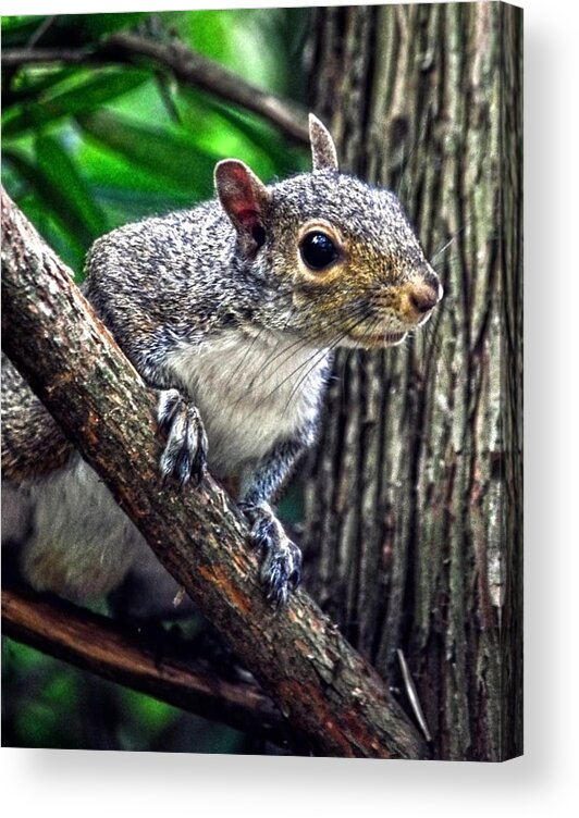 Squirrel Acrylic Print featuring the photograph Peanut? Treat? by Sandi OReilly