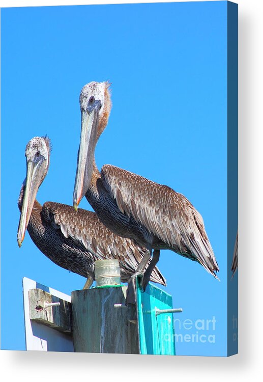 Pelican Acrylic Print featuring the photograph Pelican Pair II by Andre Turner