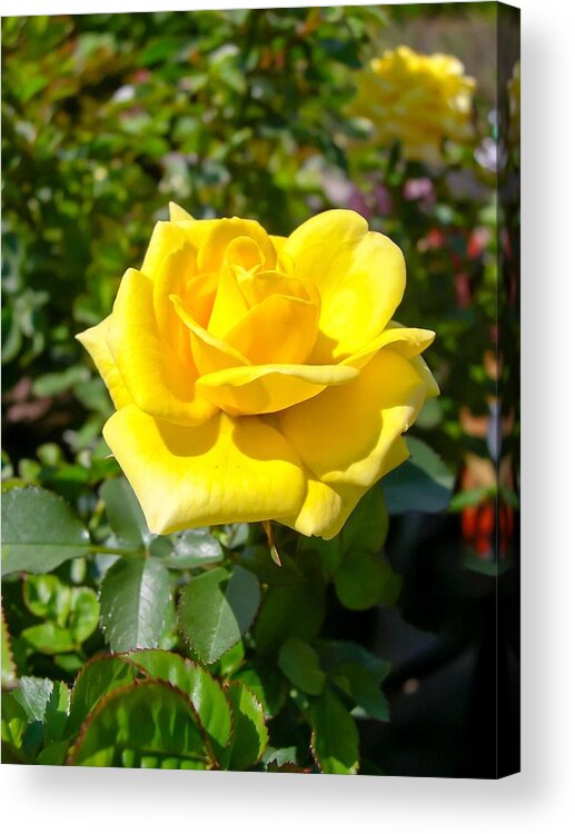Perfect Yellow Rose Acrylic Print featuring the photograph Perfect Yellow Rose by Cynthia Woods