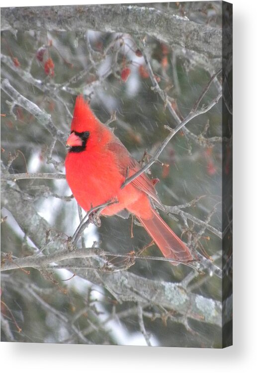 Winter Acrylic Print featuring the photograph Picture Perfect Cardinal by Peggy McDonald