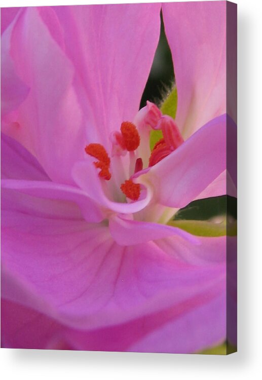 Pink Petals Acrylic Print featuring the photograph Pink Petals III by Tracy Male