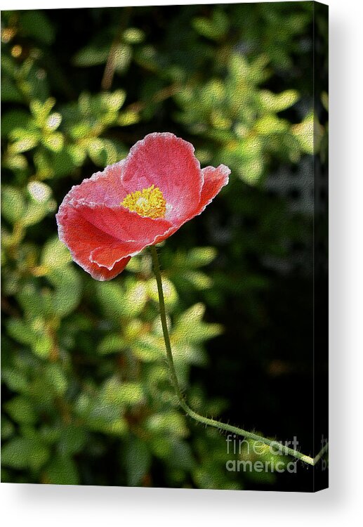 Poppy Acrylic Print featuring the photograph Pink Poppy with a Bent Stem by MM Anderson