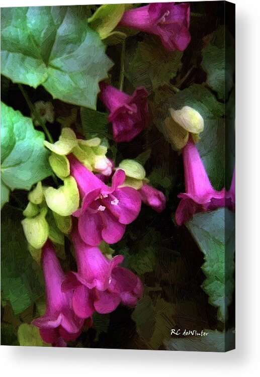 Flowers Acrylic Print featuring the painting Pink Trumpets by RC DeWinter