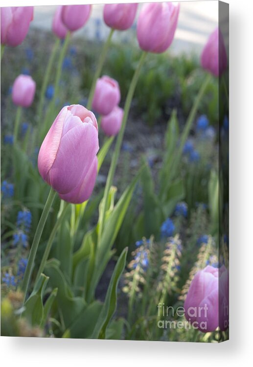 Tulip Acrylic Print featuring the photograph Pink Tulips by Tara Lynn