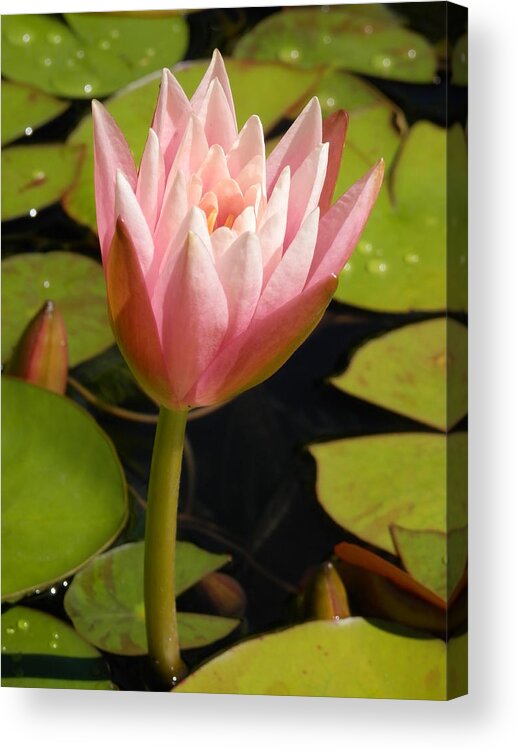 Pink Flower Acrylic Print featuring the photograph Pink Waterlily by Pema Hou
